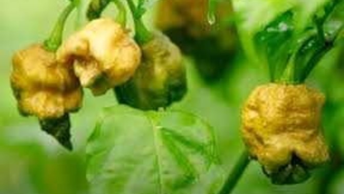 Would you try pepper X?
