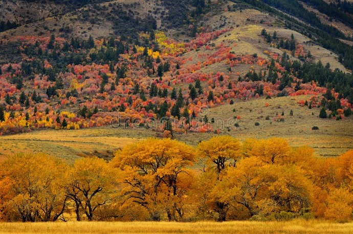 Why do deciduous trees change color in the fall?