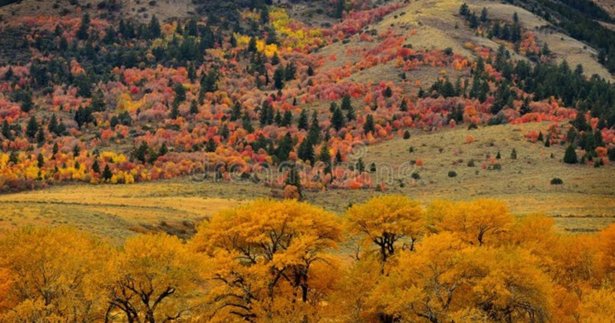 Why do deciduous trees change color in the fall? GirlsAskGuys