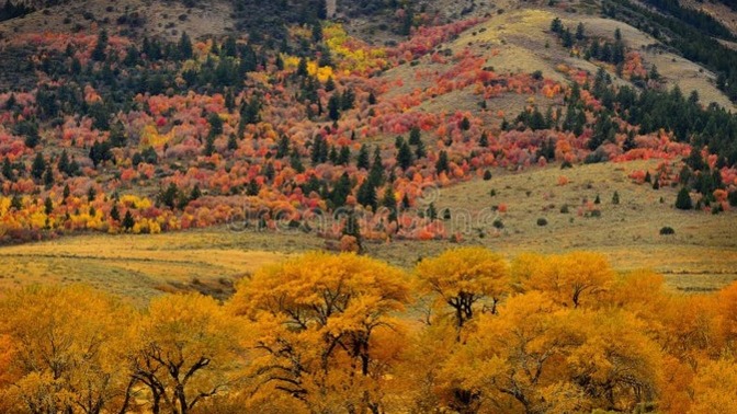 Why do deciduous trees change color in the fall?