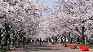 Blooming cherry trees and the architecture