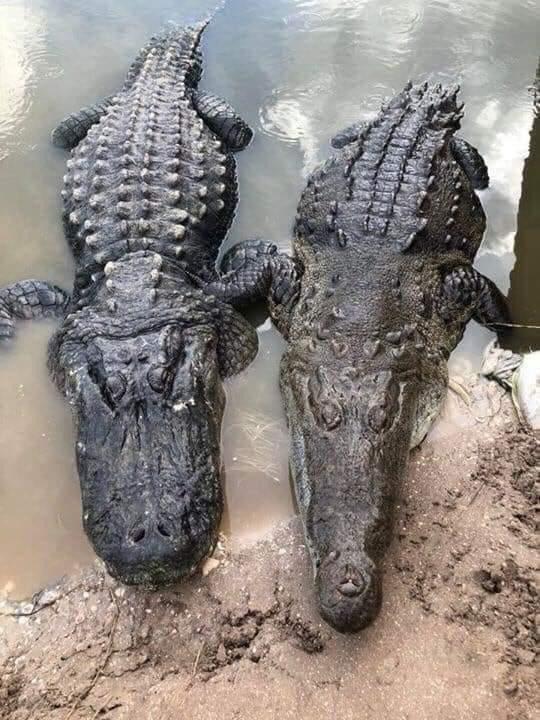 Are alligators as bad as crocs?