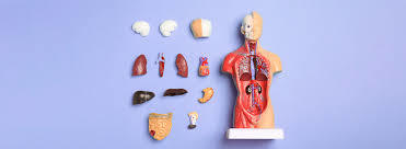 Has Anyone Contemplated Donating Their Body to Science Someday?