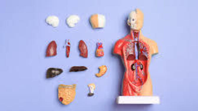 Has Anyone Contemplated Donating Their Body to Science Someday?