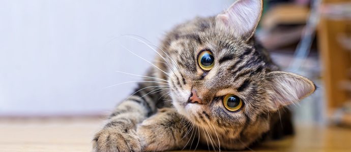 Are you a cat or a dog person ?