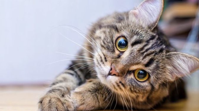 Are you a cat or a dog person?