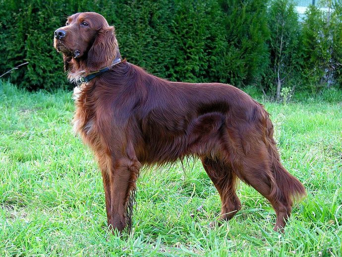 Short-haired dogs or Long-haired dogs?