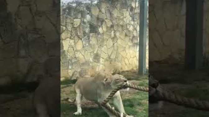 Yo, look how strong this lioness is 😳. Do you think the animal strength is impressive?
