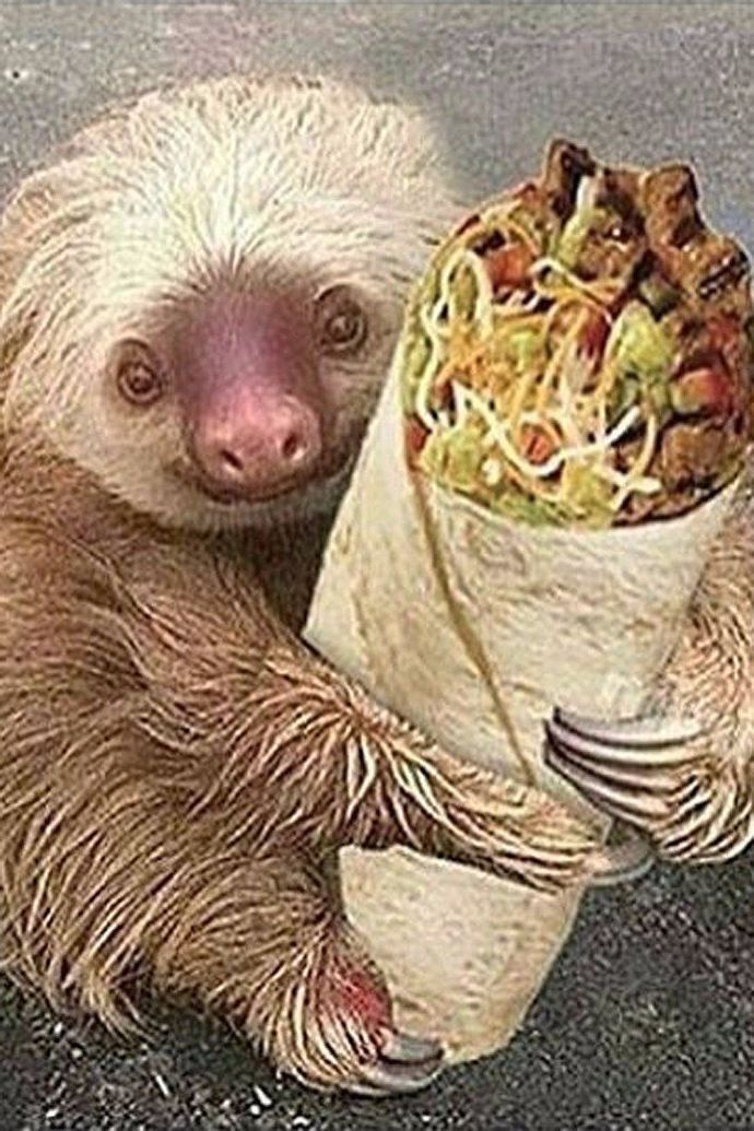 Tacos vs burritos? Which dp you prefer more?