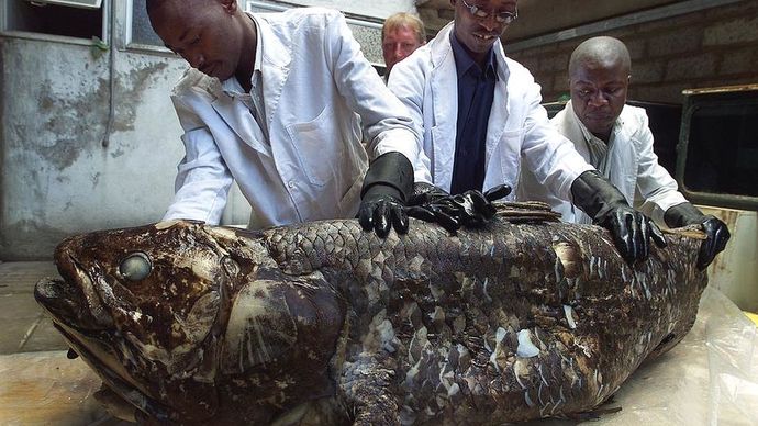 If the asteroid that killed the dinosaurs, never came, are they still around today?