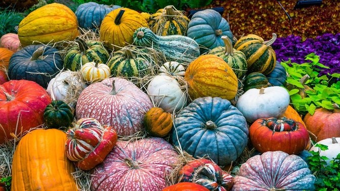 Apart from Halloween and for pumpkin pie do you eat pumpkins?