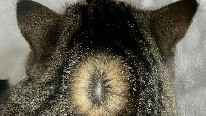 Kiwi or not kiwi?