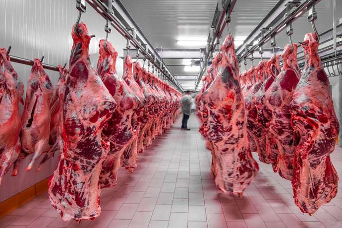 Do you think evolution will ever give animals the tools to fight back from being slaughtered? If so how long will it take?
