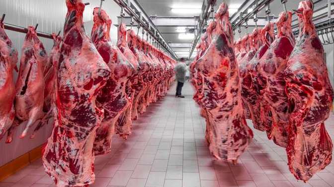 Do you think evolution will ever give animals the tools to fight back from being slaughtered? If so how long will it take?