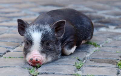 Would you adopt a miniature pig as a pet?