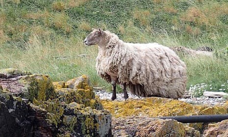 Should they save the sheep?