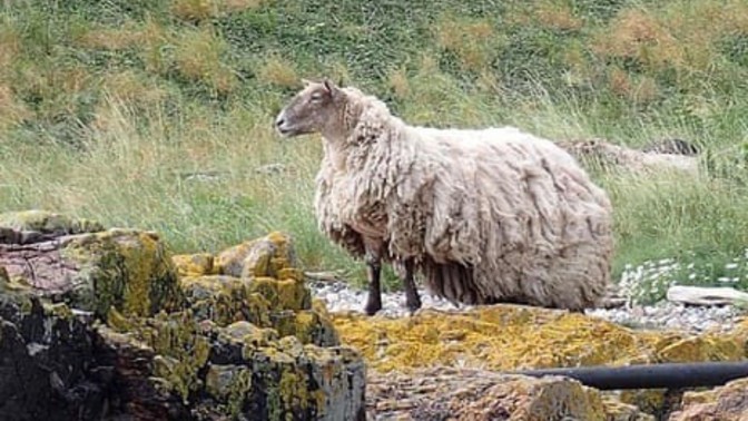 Should they save the sheep?