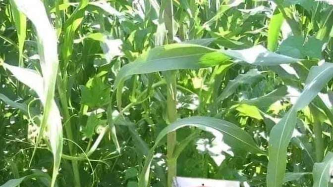 Do you think maze and sugarcane fields should installed such sign boards?