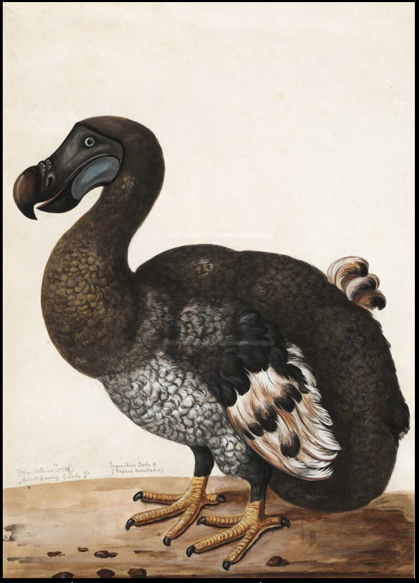 If you could bring one type of extinct creature back from extinction what would be your first choice?