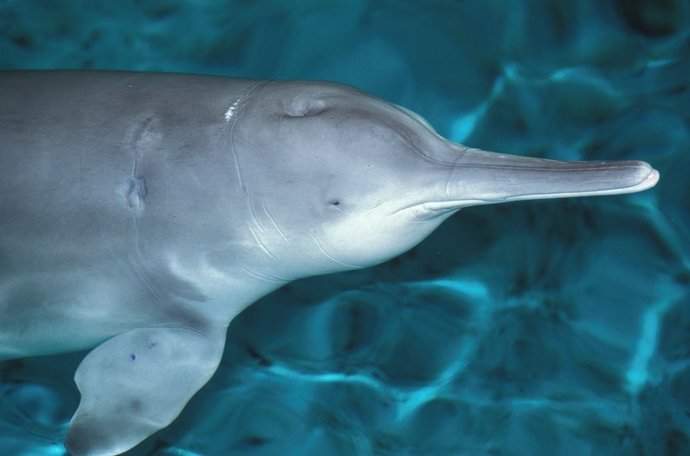 If you could bring one type of extinct creature back from extinction what would be your first choice?
