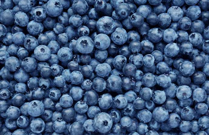 Do YOU like blueberries?