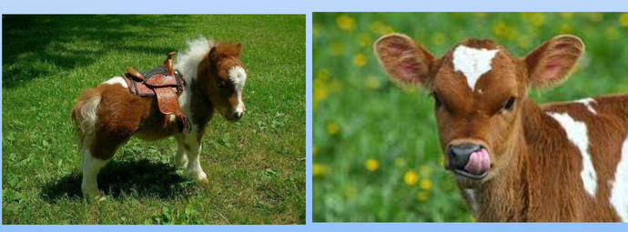 Guys, I was just talking to my friend on here, so tell me what you think of this. Wouldnt it suck to be a cow?
