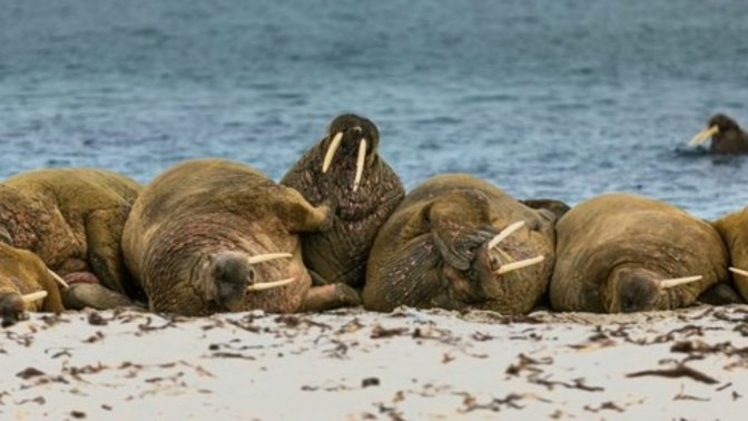 Are Walruses Families Situations close to Humans?