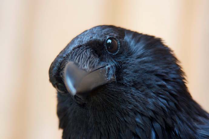 True or false - words are what make humans special?