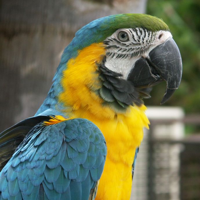 True or false - words are what make humans special?