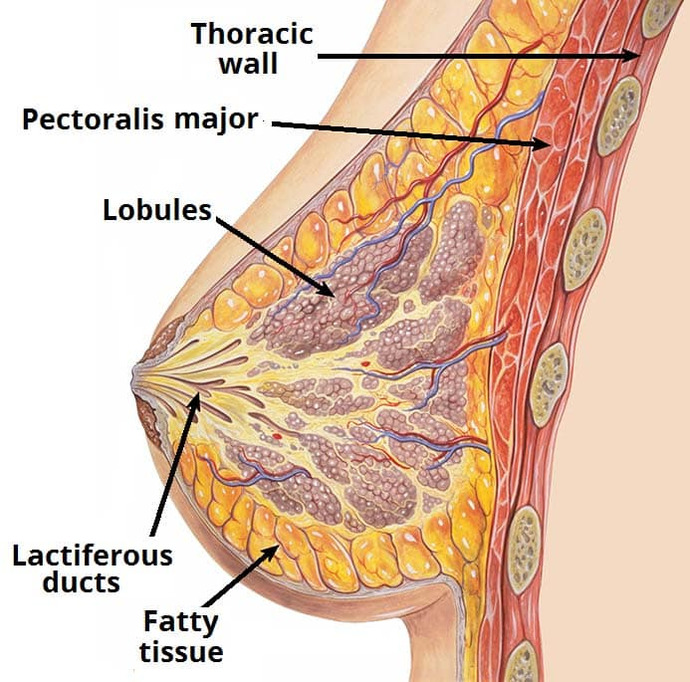 Girls, Uhm this is for the girlies. Does anyone else have like a hard mass in their breasts? Like the inner part is massive, hard and painless?