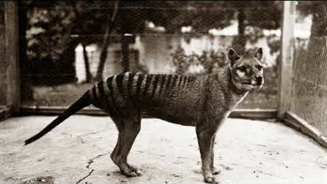 Do you think we'll ever resurrect species we've driven to extinction (and if so, how do you think we should go about doing it)?