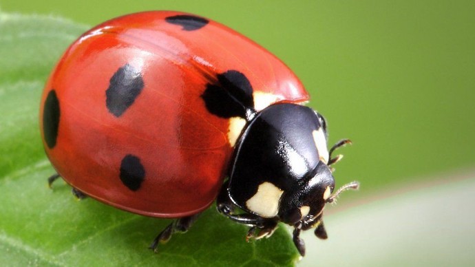 What is your favorite type of bug?