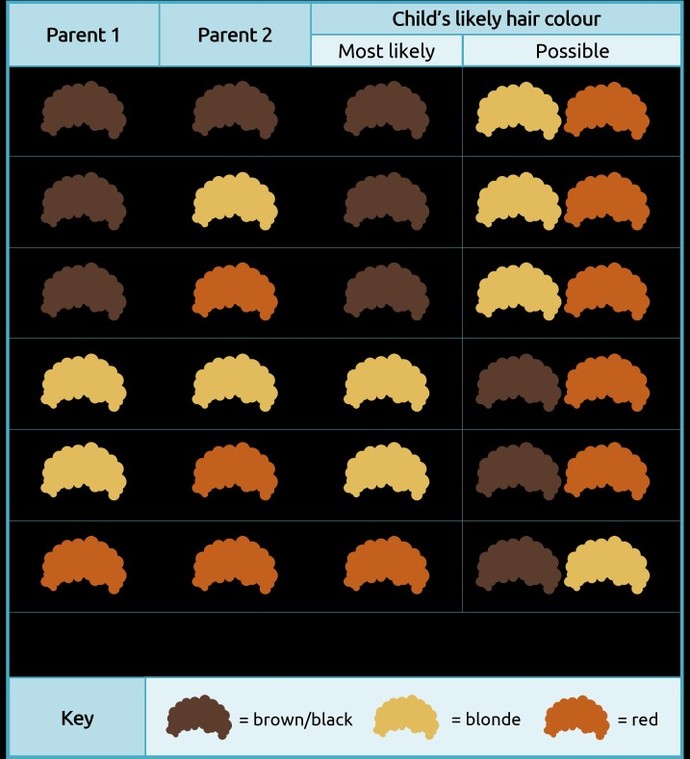 Considering I have white blonde hair and blue eyes, father of my child is of half-Hispanic heritage what are the potential physical characteristics?