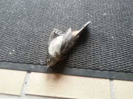 Are you Superstitious, Where if a Dead Bird Appeared Out of Nowhere, Laid at your Doorstep?
