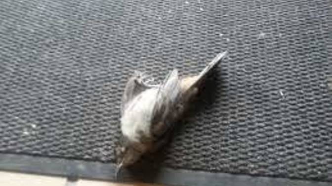 Are you Superstitious, Where if a Dead Bird Appeared Out of Nowhere, Laid at your Doorstep?