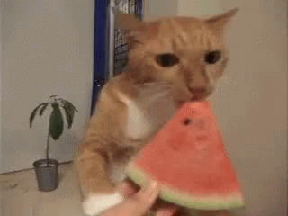 Do YOU like Watermelon?
