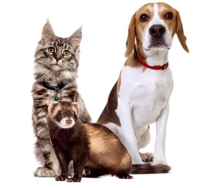 Is separation anxiety worse in cats, dogs or ferrets?