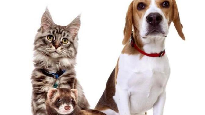 Is separation anxiety worse in cats, dogs or ferrets?