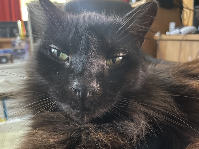 My cat Jack staring at me