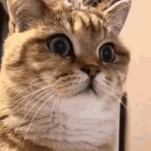 To cat owners, how often does your cat intensely stare at you?