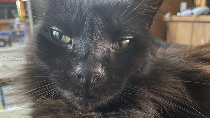 To cat owners, how often does your cat intensely stare at you?