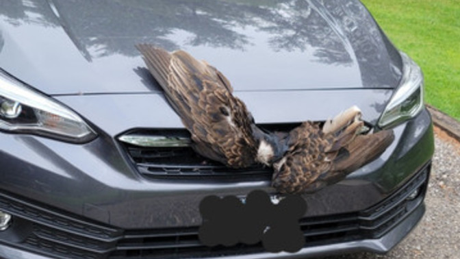 Have you ever been involved in a car crash?