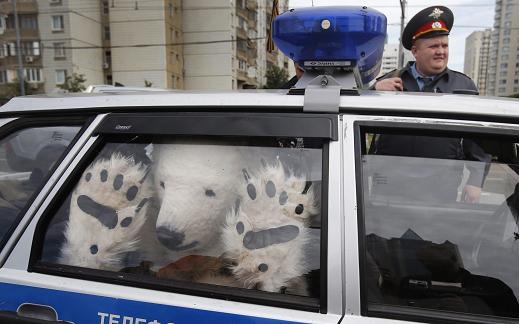 How would you feel if a bear stole YOUR Taco Bell?