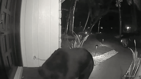 How would you feel if a bear stole YOUR Taco Bell?