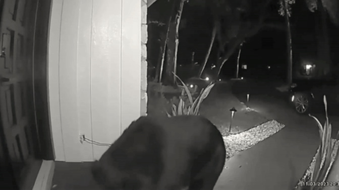 How would you feel if a bear stole YOUR Taco Bell?
