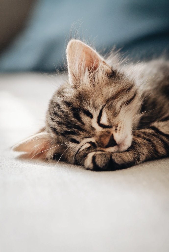 Do you think cats are cute or ugly?