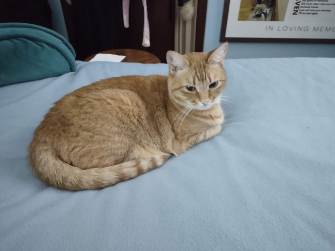 Do you think cats are cute or ugly?