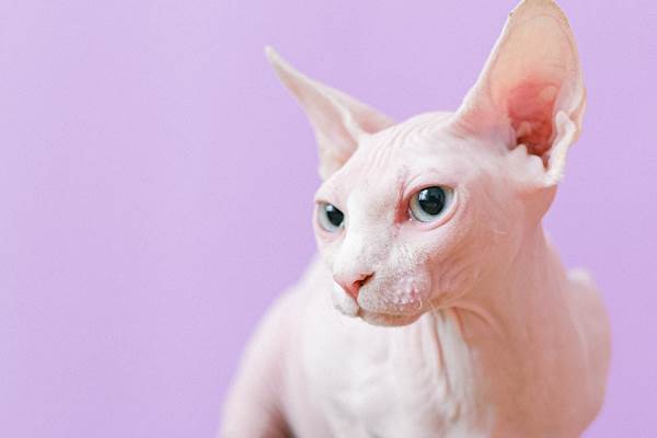 aww, who doesn't love a hairless pussy?
