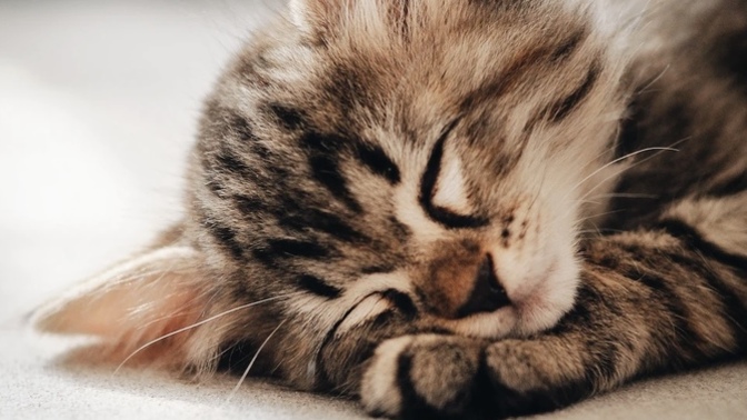 Do you think cats are cute or ugly?