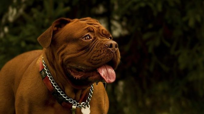 Is it bad that I like big mutts, and I cannot lie?